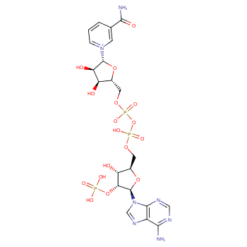 烟酰胺腺嘌呤双核苷酸磷酸盐/53-59-8